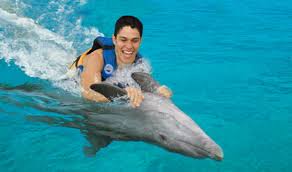 Image result for Adventure Dolphin