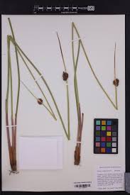 Attēlu rezultāti vaicājumam “Juncus conglomeratus fruit”