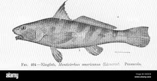 Image result for Menticirrhus americanus