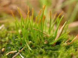 Attēlu rezultāti vaicājumam “Phaeoceros laevis subsp. carolinianus”