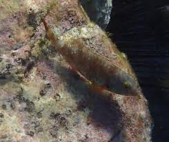 Image result for Sparisoma frondosum