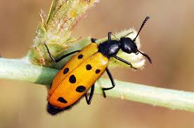 Attēlu rezultāti vaicājumam “Meloidae”