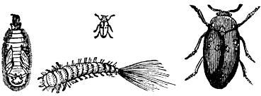 Attēlu rezultāti vaicājumam “Attagenus pellio”