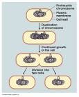 Eubacteria
