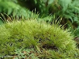Attēlu rezultāti vaicājumam “Paraleucobryum longifolium”