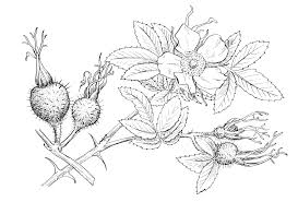 Attēlu rezultāti vaicājumam “Rosa villosa”