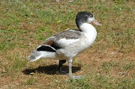 Attēlu rezultāti vaicājumam “Tadorna tadorna juvenile”