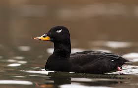 Attēlu rezultāti vaicājumam “Melanitta fusca”