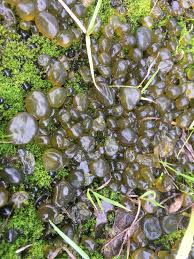 Attēlu rezultāti vaicājumam “Nostoc commune macro”