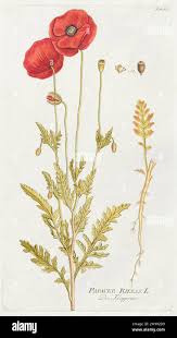 Image result for Papaver rhoeas