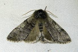 Attēlu rezultāti vaicājumam “Achlya flavicornis”