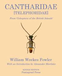 Attēlu rezultāti vaicājumam “Cantharidae”