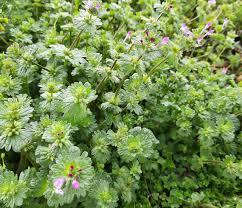 Attēlu rezultāti vaicājumam “Lamium amplexicaule flower”