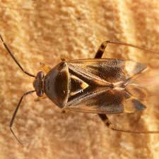 Attēlu rezultāti vaicājumam “Orthops campestris”