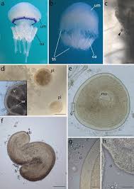 Attēlu rezultāti vaicājumam “Palustriella commutata sporophyte”