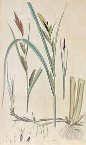 Attēlu rezultāti vaicājumam “Carex riparia”