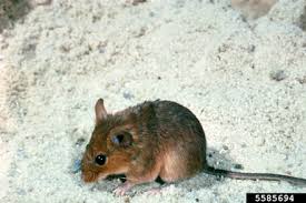 Attēlu rezultāti vaicājumam “Cricetidae”