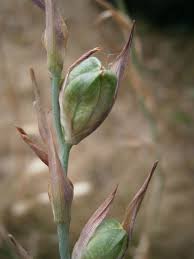 Attēlu rezultāti vaicājumam “Gladiolus imbricatus fruit”