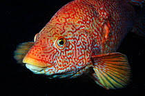 Image result for Labrus bergylta