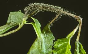 Attēlu rezultāti vaicājumam “Trichia botrytis stalked”