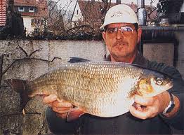 Image result for Chondrostoma nasus