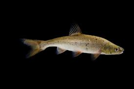 Attēlu rezultāti vaicājumam “Reticularia jurana macro”