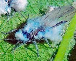 Attēlu rezultāti vaicājumam “Prociphilus xylostei”