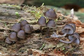 Attēlu rezultāti vaicājumam “Mycena stipata”