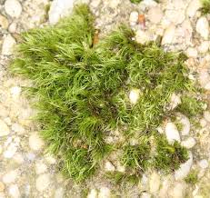 Attēlu rezultāti vaicājumam “Paraleucobryum longifolium”