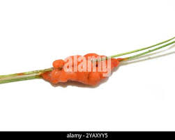 Attēlu rezultāti vaicājumam “Lignydium muscorum macro”