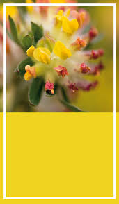 Attēlu rezultāti vaicājumam “Anthyllis arenaria”