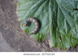 Attēlu rezultāti vaicājumam “Sphinx pinastri larva”