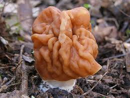 Attēlu rezultāti vaicājumam “Gyromitra gigas”