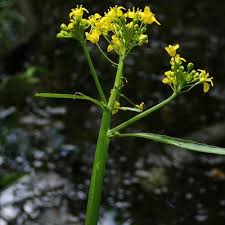 Attēlu rezultāti vaicājumam “Rorippa amphibia fruit”