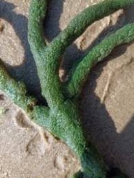 Attēlu rezultāti vaicājumam “Spongilla lacustris”