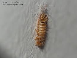 Attēlu rezultāti vaicājumam “Anthrenus sp. larva”