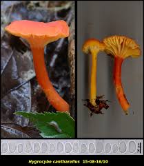 Attēlu rezultāti vaicājumam “Hygrocybe cantharellus”