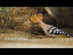 Attēlu rezultāti vaicājumam “Upupa epops adult”