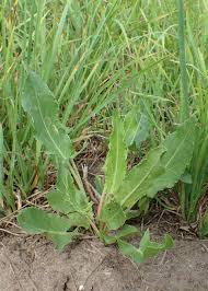 Attēlu rezultāti vaicājumam “Rumex thyrsiflorus”