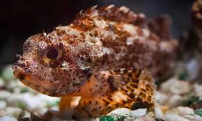 Image result for Scorpaena porcus