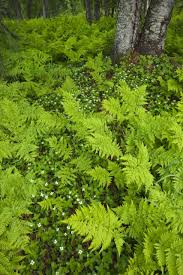 Attēlu rezultāti vaicājumam “Dryopteris dilatata”