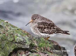 Attēlu rezultāti vaicājumam “Calidris maritima”