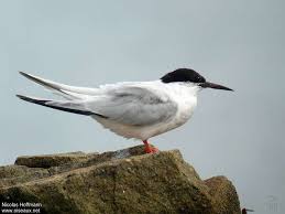 Image result for Sterna dougallii