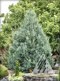 Attēlu rezultāti vaicājumam “Larix”