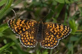 Attēlu rezultāti vaicājumam “Melitaea phoebe underside”
