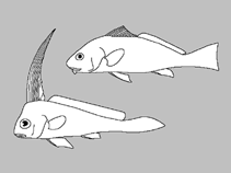 Image result for Argyrosomus inodorus