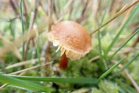 Attēlu rezultāti vaicājumam “Cystoderma amianthinum”