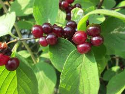 Attēlu rezultāti vaicājumam “Lonicera xylosteum fruit”