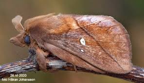 Attēlu rezultāti vaicājumam “Euthrix potatoria imago”