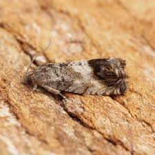 Attēlu rezultāti vaicājumam “Cydia splendana”